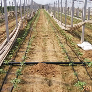 贵州滴灌管在农业中的应用