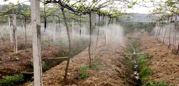 猕猴桃种植贵州吊喷节水灌溉