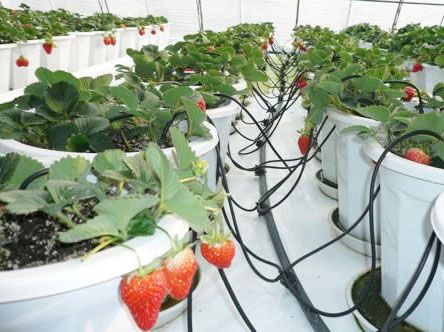 草莓贵州滴灌技术，贵州滴灌灌溉系统管理有哪些好处？